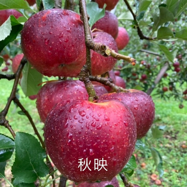 【送料無料】旬搾り「秋映&ふじ」ストレートジュース飲み比べセット